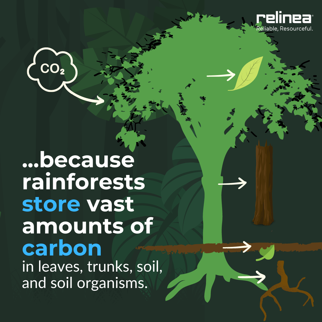 world rainforest day 2023