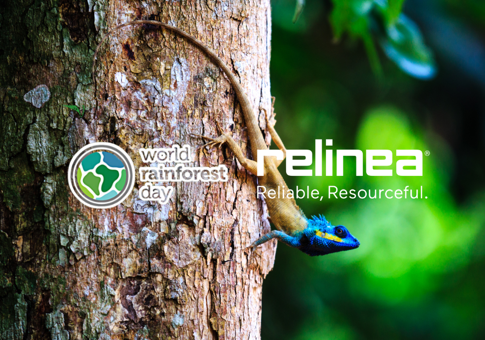 world rainforest day 2023