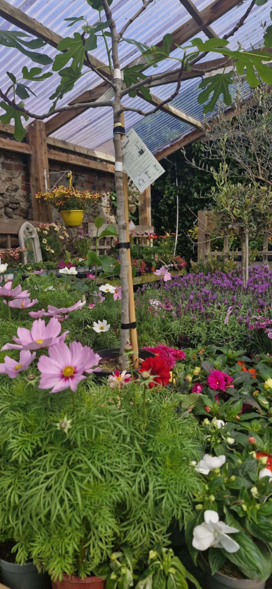 Glenavy Garden Centre
