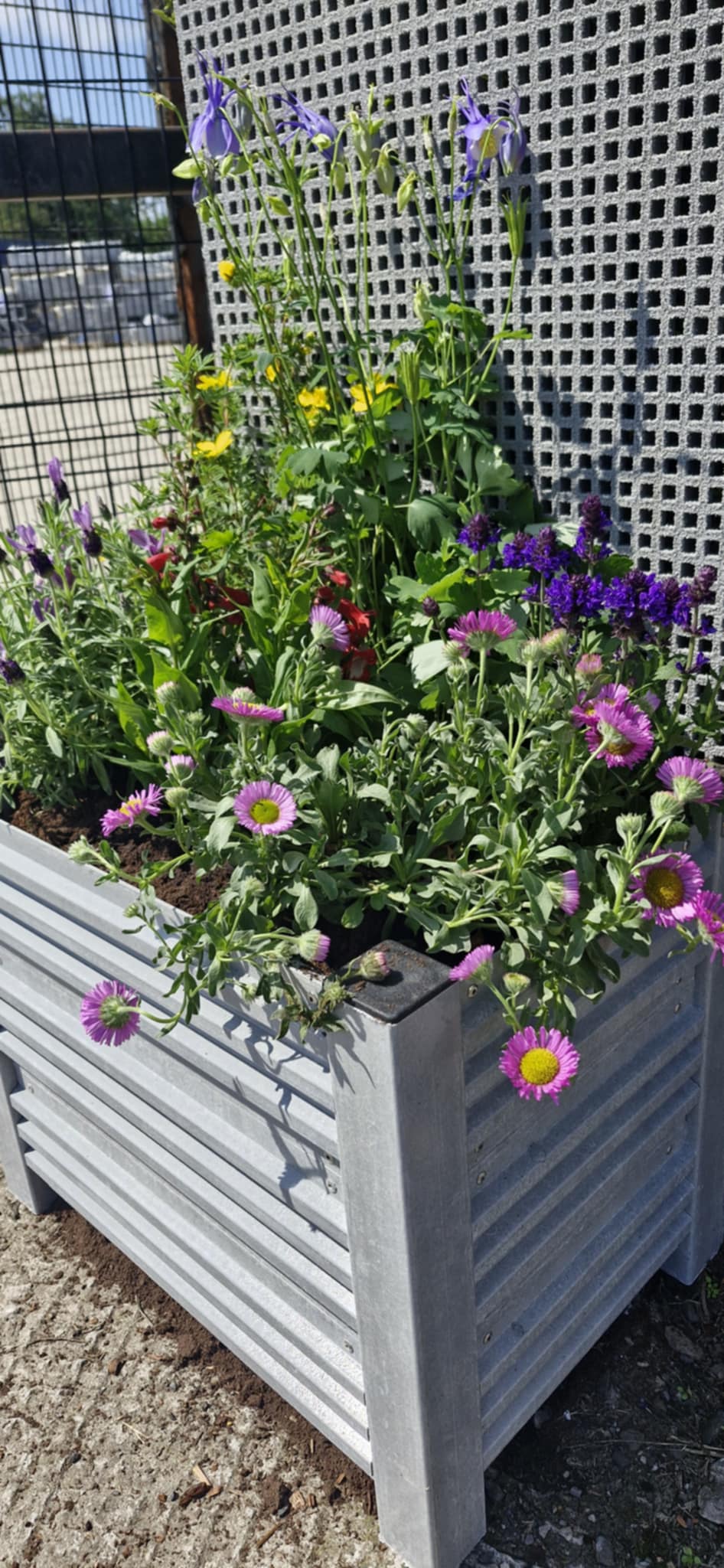 relinea grp planter