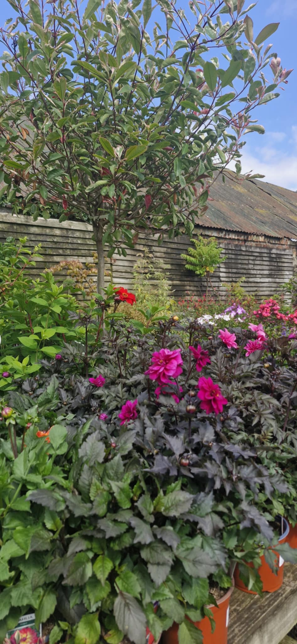 Glenavy Garden Centre